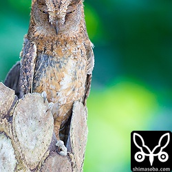 `昨日、巣の外に追い出されていたコノハズクのメス`_ は今日も同じ場所でした。.. _昨日、巣の外に追い出されていたコノハズクのメス: https://shimasoba.com/blog/705/