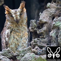 ここの営巣のコノハズクのメスは初めて見ました。どこの営巣のコノハズクもヒナが大きくなって追い出されつつあります。ここのペアの `オスは、赤みが強い個体`_ なので、個体の区別は容易にできます。.. _オスは、赤みが強い個体: https://shimasoba.com/blog/photo/1656/