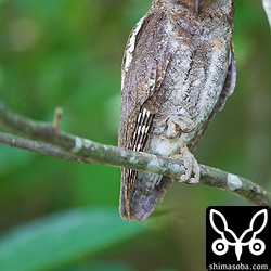 オスのコノハズク。リラックスしているので片足。