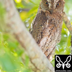 なぜこんなに目立つところにいるのかみなの間で不思議がられていたコノハズク。^^