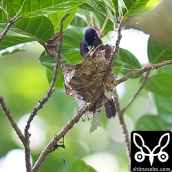 メスのサンコウチョウは奥の枝に止まることが多くて撮りにくいです。