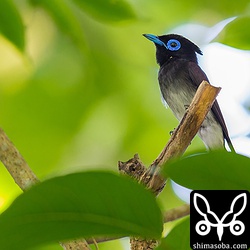 長い尾羽は隠れてしまいましたが、背景のグリーンが美しく意外とお気に入りの写真となりました。^^