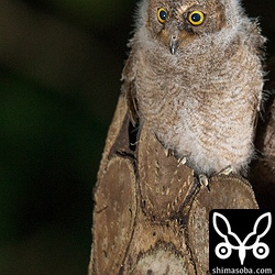 コノハズクのヒナは、なんてかわいいのでしょうか!!