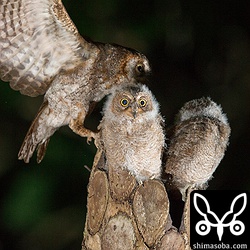 親鳥はせっせと餌を運びます。コノハズクは、午後9時には餌やり終了です。