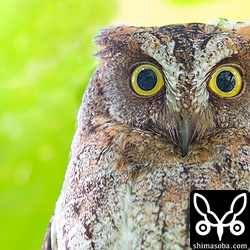 コノハズクが営巣していた東屋から20メートルほど離れた場所に移動していました。アップで以前の写真と比べてみると何箇所か共通点があり99パーセント同じ個体。近くにヒナがいるはずですが、ツミの営巣が近くであるので、短時間の捜索では見つけられず…。^^;