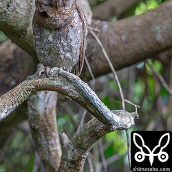 4日前に巣立ちしたコノハズクのオス親。鳴いているので喉が膨らんでいます。近くにいるはずですが、メスとヒナは見つからず…。営巣木からは、20メートルほど移動していました。
