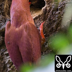 ブラインドの真上でクマゼミを捕まえてヒナに与えていました。クマゼミはアカショウビンのいい餌になっています。