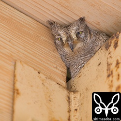 もう1羽は、今夜、巣立ちすると思われます。