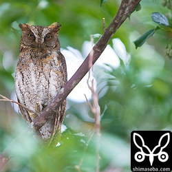 こちらはオス親のコノハズク。