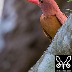 親鳥です。頭にシラミバエが付いています。アカショウビンは必ずシラミバエを付けていますね。