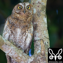 喉を膨らましてさえずるオスのコノハズク。