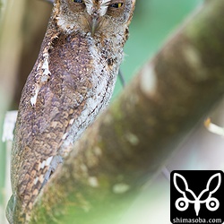 雨に濡れ、強風でグラグラ動く木の上からヒナ見守っていると思われます。今季、コノハズクが昼間見られるのもこれで最後でしょう。