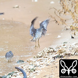 キアシシギも風を避けながら採餌していました。