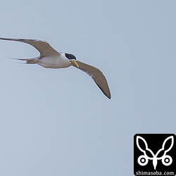 風速35メートルほど吹きましたが、アジサシたちは餌取りもたまにしていました。