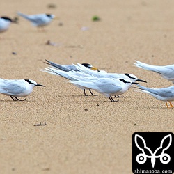 エリグロアジサシとコアジサシは姿勢を低くして暴風に耐えていました。