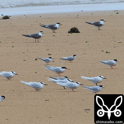 数十羽のアジサシ類がいたので、ハシブトアジサシも探しましたが残念ながらいませんでした。