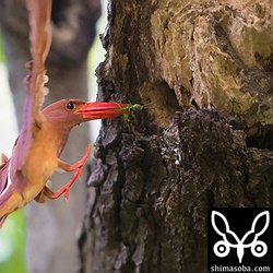 イナゴを運んできました。