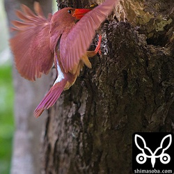 翼で隠れてしまいましたが、イシガキトカゲを運んできました。