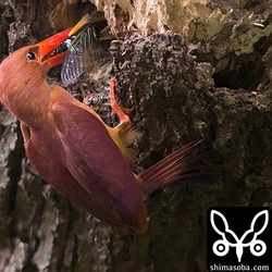 次は、クマゼミを持ってきました。