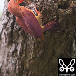 カニはなかなか食いにくいようで、ヒナの口に押し込むのに苦労していました。^^;