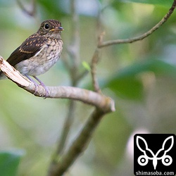 巣立ち後、間もないリュウキュウキビタキのヒナ。