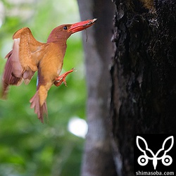 初めてカエルを運んできました。リュウキュウアカショウビンはカエルを持ってくることが少ないです。
