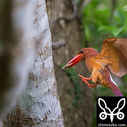 イシガキモリバッタを捕まえてきました。イシガキモリバッタは有毒のクワズイモの葉を食うので毒を持っていると聞いたことがあるのですが、アカショウビンには関係ないのでしょうか?