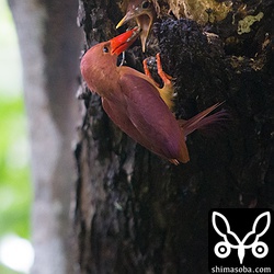 このカエルをあげるのは、かなりもったいぶっていました。アカショウビンの巣立ちを促す行為なのでしょうか?