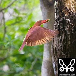 今日は、バッタが多い日でした。