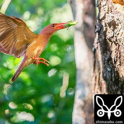 バッタを運んできました。