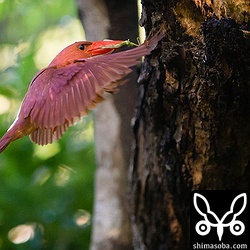 また同じ種類のバッタ。