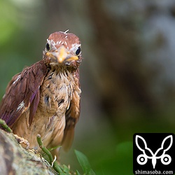 ここのアカショウビンは巣立つと急斜面を下りてしまうので、親からヒナへの餌渡しは見られず…。