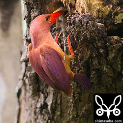 キノボリトカゲも運んできました。アカショウビンのヒナの全長よりキノボリトカゲの方が長いのですが丸のみです。