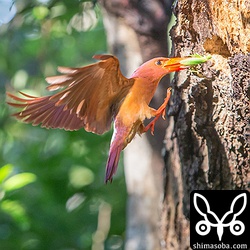 1羽残されたヒナは満腹なのか餌を受け取らないことも数回ありました。餌が豊富なようでアカショウビンには良い環境です。