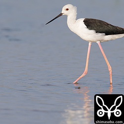 セイタカシギは数羽の群れで田んぼにいました。