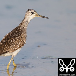 タカブシギは数十羽ほどいました。