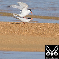 ベニアジサシの交尾。ところで、繁殖シーズンはもう終盤だと思うのだけど…。
