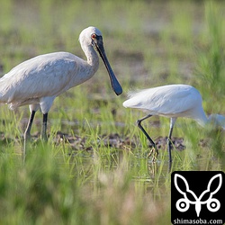 クロツラヘラサギの幼鳥。隣にいるのはコサギ。2倍のエクステンダを付けるとボケが汚いですね。2線ボケってやつでしょうか?