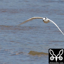 宮良川から濁った水が流れ込むので、水面が青くないです。^^;

カヌーツアーに蹴散らされているのもいました。
