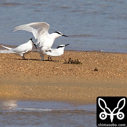 エリグロアジサシの交尾。遠いのと、暑くて陽炎が立つので写真がぼやけてますね。