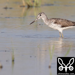 アオアシシギも数羽田んぼに飛来していました。
