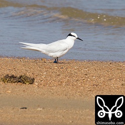 フラッグ付きのエリグロアジサシが1羽交じっていました。フラッグの角がかなり磨耗して丸くなっているので高齢個体の可能性が高いとのことです。