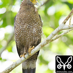 木の上から獲物の待ち伏せ。