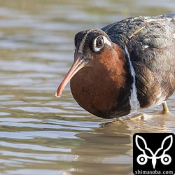 小さな巻貝をたくさん食っていました。