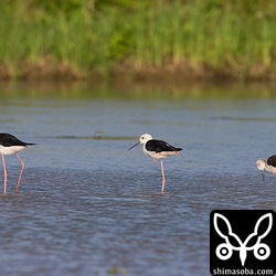 セイタカシギの数羽の群れがいました。