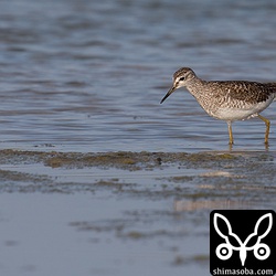 タカブシギはどこの田んぼにもいました。