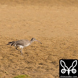 海岸にはチュウシャクシギが2羽やってきました。最干潮で鳥たちの距離は数百メートルありました。