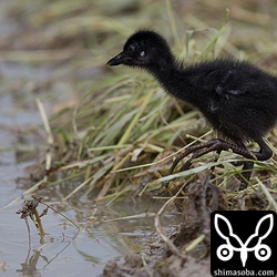 シロハラクイナはヒナを連れて餌探し。