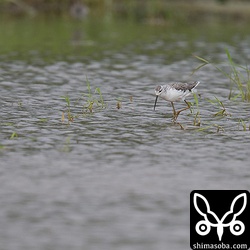 変わったシギがいるなと思ったらコアオアシシギでした。