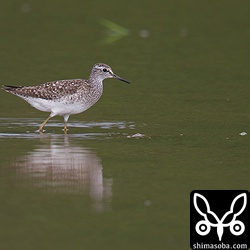 タカブシギはどこの田んぼにもたくさんいます。